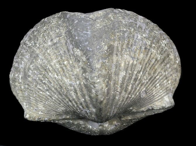 Pyrite Replaced Brachiopod (Paraspirifer) - Ohio #42833